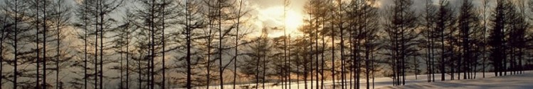 wald_18